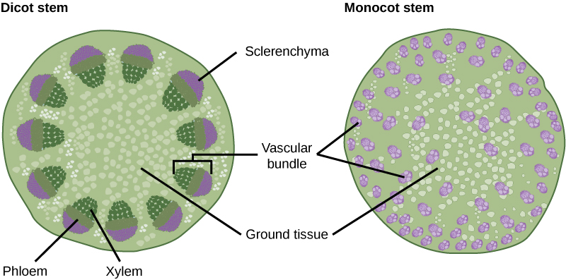  Part A is cross section of a dicot stem. In the center of the stem is ground tissue. Symmetrically arranged near the outside of the stem are egg-shaped vascular bundles; the narrow end of the egg points inward. The inner part of the vascular bundle is xylem tissue, and the outer part is sclerenchyma tissue. Sandwiched between the xylem and sclerenchyma is the phloem. Part B is a cross section of a monocot stem. In the monocot stem, the vascular bundles are scattered throughout the ground tissue. The bundles are smaller than in the dicot stem, and distinct layers of xylem, phloem and sclerenchyma cannot be discerned.