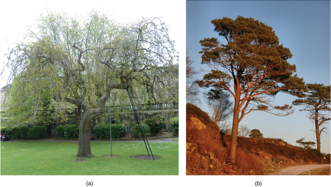  Photo A shows a deciduous tree that loses its leaves in winter. Photo B shows a conifer: a tree that has needles year round.