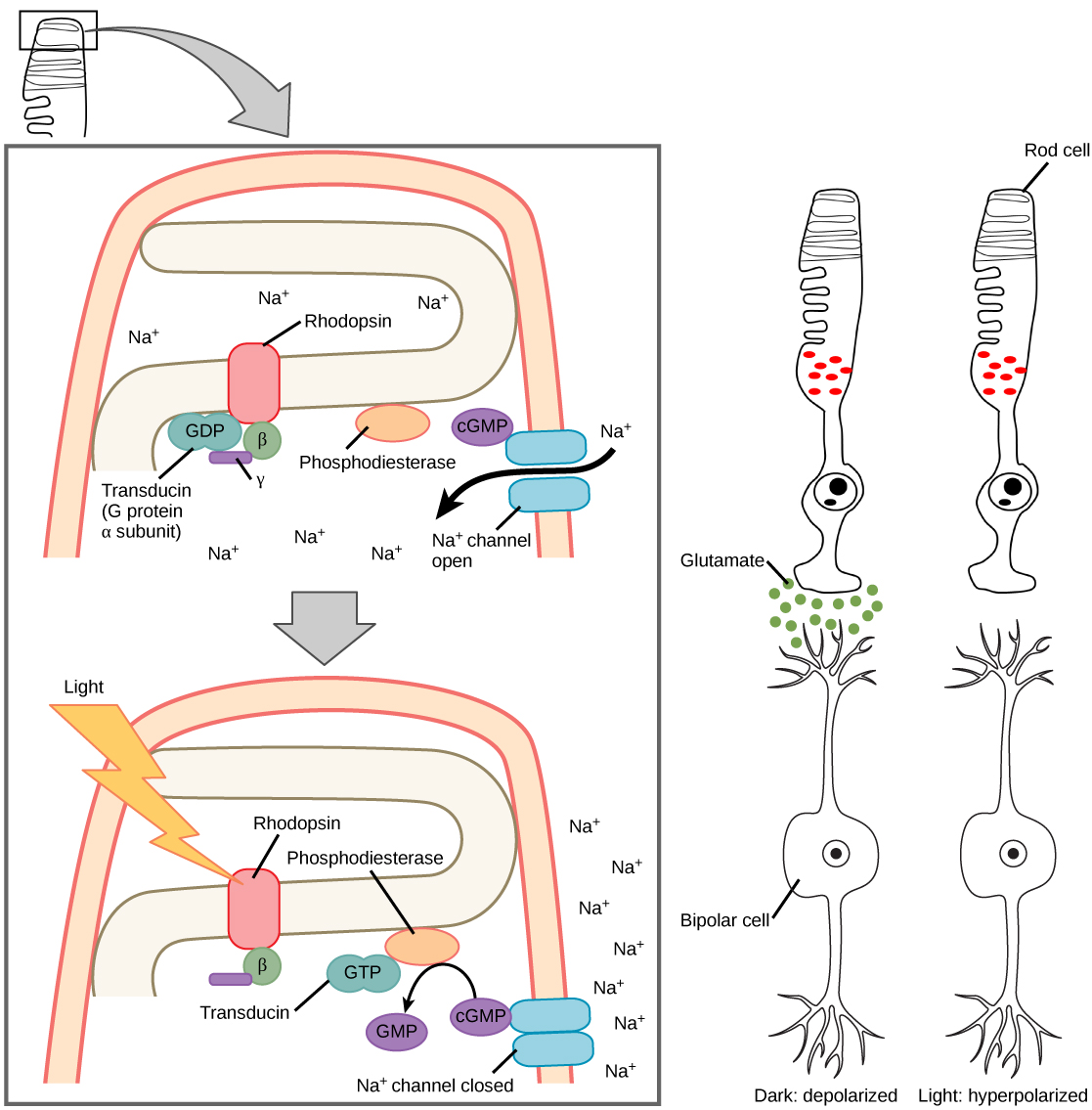 Illustration A shows the signal transduction pathway for rhodopsin, which is located in internal membranes at the top of rod cells. When light strikes rhodopsin, a G protein called transducing is activated. Transducin has three subunits, alpha, beta and gamma. Upon activation, GDP on the alpha subunit is replaced with GTP. The subunit dissociates, and binds phosphodiesterase. Phosphodiesterase, in turn, converts cGMP to GMP, which closes sodium ion channels. As a result, sodium can no longer enter the cell, and the membrane becomes hyperpolarized. Illustration b shows that the tall, thin rod cell is stacked on top of a bipolar nerve cell. In the dark the membrane is depolarized, and glutamate is released from the rod cell to the axon terminal of the bipolar cell. In the light, no glutamate is released.