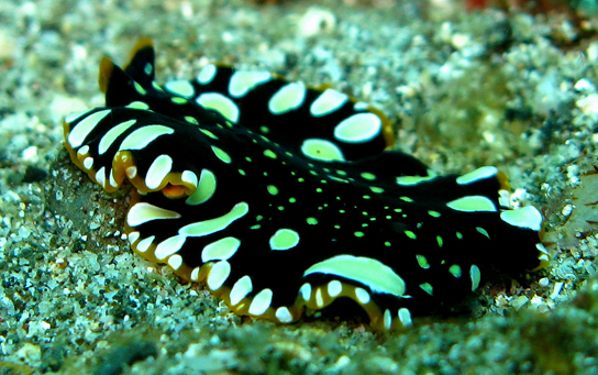 The photo shows a worm with a flat, ribbon-like body, resting on sand. The worm is black with white spots.