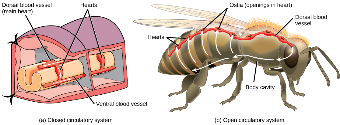 Illustration A shows the closed circulatory system of an earthworm. Dorsal and ventral blood vessels run along the top and bottom of the intestine, respectively. The dorsal and ventral blood vessels are connected by ring-like hearts. Hearts are also associated with the dorsal blood vessel. These hearts pump blood forward, and the ring-like hearts pump blood down to the ventral vessel, which returns blood to the back of the body. Illustration B shows the open circulatory system of a bee. The dorsal blood vessel, which contains multiple hearts, runs along the top of the bee. Blood exits the dorsal blood vessel through an opening in the head, into the body cavity. Blood reenters the blood vessels through openings in the hearts called ostia.