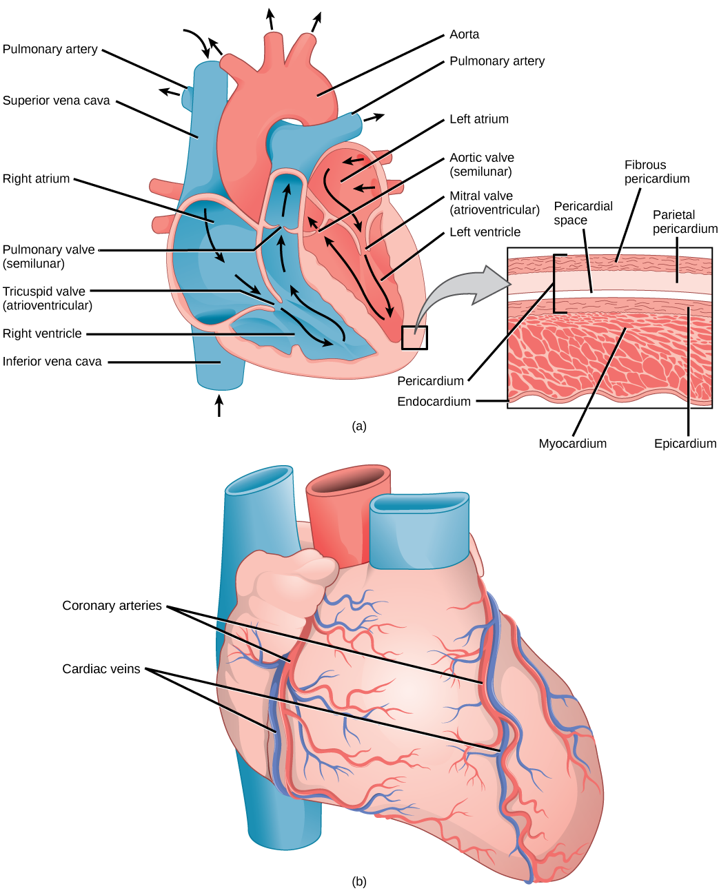 Illustration A shows the parts of the heart. Blood enters the right atrium through an upper, superior vena cava and a lower, inferior vena cava. From the right atrium, blood flows through the funnel-shaped tricuspid valve into the right ventricle. Blood then travels up and through the pulmonary valve into the pulmonary artery. Blood re-enters the heart through the pulmonary veins, and travels down from the left atrium, through the mitral valve, into the right ventricle. Blood then travels up through the aortic valve, into the aorta. The tricuspid and mitral valves are atrioventricular and funnel-shaped. The pulmonary and aortic valves are semilunar and slightly curved. An inset shows a cross section of the heart. The myocardium is the thick muscle layer. The inside of the heart is protected by the endocardium, and the outside is protected by the pericardium. Illustration B shows the outside of the heart. Coronary arteries and coronary veins run from the top down along the right and left sides.