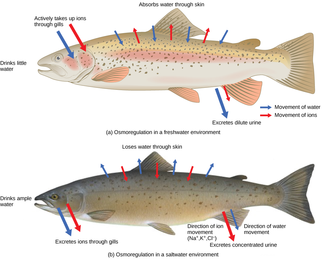 Illustration A shows a fish in a freshwater environment, where water is absorbed through the skin. To compensate, the fish drinks little water and excretes dilute urine. Sodium, potassium and chlorine ions are lost through the skin, and the fish actively transports these same ions into its gills to compensate for this loss. Illustration B shows a fish in a saltwater environment, where water is lost through the skin. To compensate, the fish drinks ample water and excretes concentrated urine. It absorbs sodium, potassium, and chlorine ions through its skin, and excretes them through its gills.