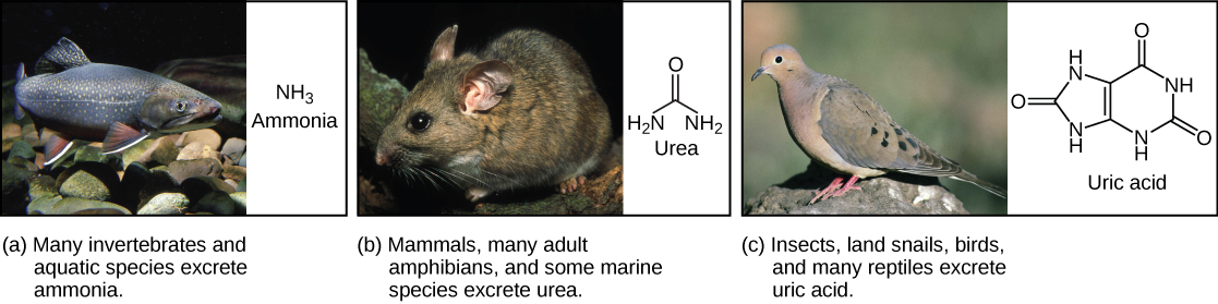 Part A shows a photo of a freshwater fish and states that many invertebrates and aquatic species excrete ammonia. The chemical structure of ammonia is NH3. Part B shows a photo of a wood rat and states that mammals, many adult amphibians, and some marine species excrete urea. The chemical structure of urea is shown. Urea has two NH2 groups attached to a central carbon. An oxygen is also double-bonded to this central carbon. Part C shows a photo of a pigeon and states that insects, land snails, birds, and many reptiles excrete uric acid. The chemical structure of uric acid is shown. Uric acid has a six-membered carbon ring attached to a five-membered ring. Each ring has two NH groups embedded in it. An oxygen is double-bonded to each ring.