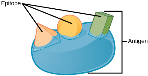 Illustration shows an antigen with three epitopes, each with a unique shape. The antigen only binds to the spherical epitope.