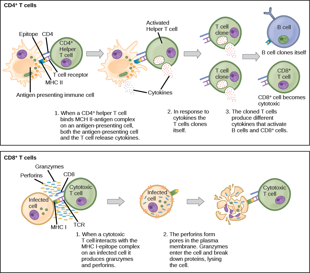  Illustration shows activation of a CD4-plus helper T cell. An antigen-presenting cell digests a pathogen. Epitopes from this pathogen are presented in conjunction with MHC II molecules on the cell surface. A T cell receptor and a CD8 receptor, both on the surface of the T cell, bind the MHC II-epitope complex. As a result, the helper T cell becomes activated and both the helper T cell and antigen-presenting cell release cytokines. The cytokines induce the helper T cell to clone itself. The cloned helper T cells release different cytokines that activate B cells and CD8+ T cells, turning them into cytotoxic T cells. The cytotoxic and binds the MHC I-epitope complex on an infected cell. The cytotoxic T cell then releases perforin molecules, which form a pore in the plasma membrane, and granzymes, which break down proteins, killing the cell.