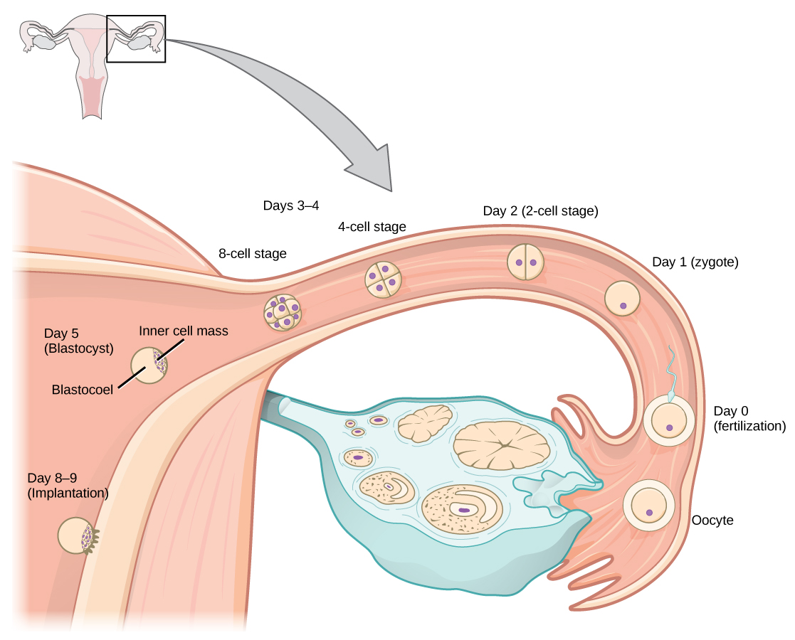  Upon ovulation, an oocyte is released from the ovary and enters the fallopian tubule. Fertilization by a sperm occurs at day zero, resulting in a single-celled zygote. Around day two, the zygote undergoes cell division. More cell divisions occur on the third and fourth day, resulting in four-cell and eight-cell stages. By this time the cell mass has traveled to the end of the fallopian tube. Around day five the cell mass enters the uterus and differentiates into a blastocyst that is hollow inside, with an inner cell mass off to one side. The layer of cells on the outside of the blastocyst is called the trophoblast. Around day eight or nine the blastocyst implants in the wall of the uterus, with the inner cell mass facing the wall.