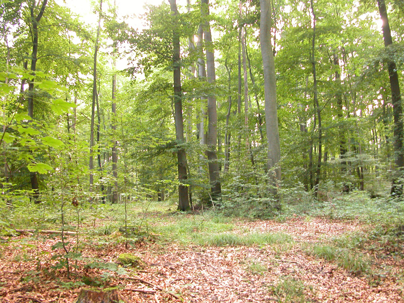  Photo shows a deciduous forest with many tall trees, some smaller trees and grass, and lots of dead leaves on the forest floor. Sunlight filters down to the forest floor.