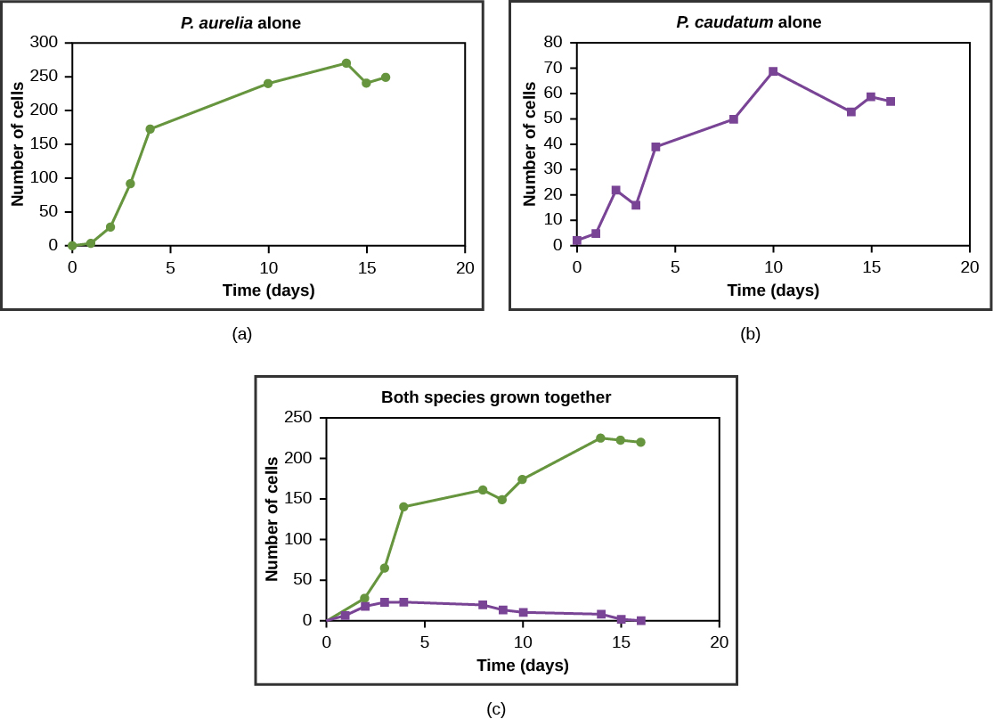 Graphs a, b, and c all plot number of cells versus time in days. In Graph (a), P. aurelia is grown alone. In graph (b), P. caudatum is grown alone. In graph (c), both species are grown together. When grown together, the two species both exhibit logistic growth and grow to a relatively high cell density. When the two species are grown together, P. aurelia shows logistic growth to nearly the same cell density as it exhibited when grown alone, but P. caudatum hardly grows at all, and eventually its population drops to zero.