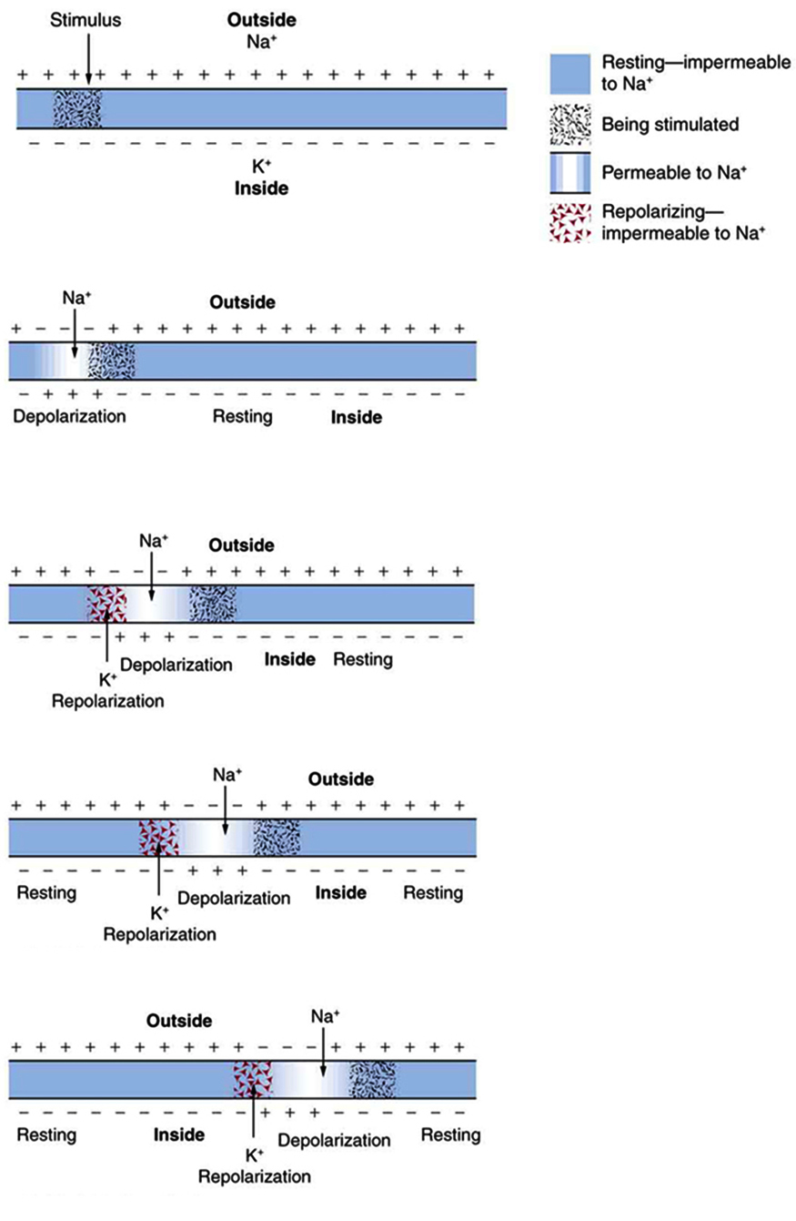 The figure describes the propagation of an action potential, or voltage pulse, along a cell membrane. The cell membrane, represented by a horizontal, blue strip, is shown in five stages, with the electrical signal moving along its length from left to right. Initially, the membrane is in the resting state, with a uniform distribution of positive charges along the outer surface and negative charges along the inner surface. A sodium cation is shown outside the cell, and a potassium cation is shown inside the cell. A small part of the membrane near the left end receives a stimulus, making that part permeable to sodium ions. In the second stage, sodium ions cross the membrane in that area, represented by a white opening in the membrane. The charge distribution in that section of the membrane is reversed; this process is called depolarization. At the same time, an adjacent part of the membrane is stimulated. In the third stage, the depolarized area undergoes repolarization, with potassium ions crossing the membrane from inside to outside the cell. Repolarization is represented by a box containing tiny triangles. At the same time, sodium ions enter the cell through the adjacent area that was stimulated in the second stage. As the cycle is repeated, the electrical signal moves along the membrane, from left to right.