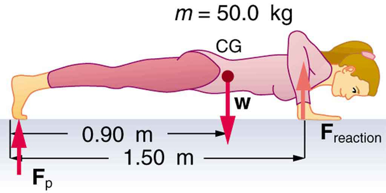 A woman doing pushups is shown. The weight W of her body is acting at the middle point of the length of her body. Her palms are on the ground. The distance between the palm and the feet is one point five meters. The distance between the center of gravity and the feet is zero point nine meters. The normal reaction on her hands is acting upward.