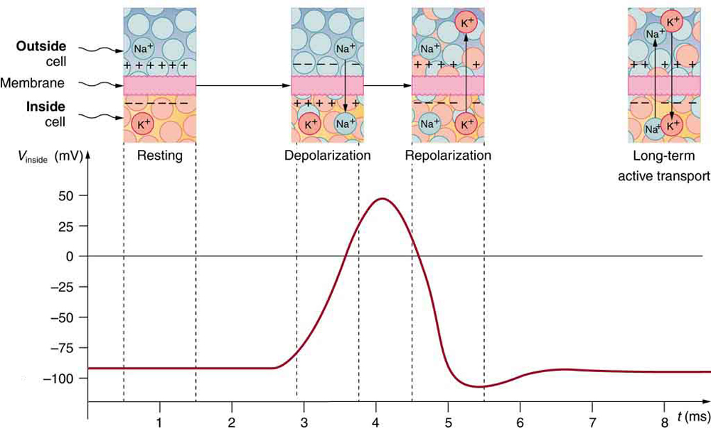 This is a graphical representation of a pulse of voltage, or action potential, inside a nerve cell. The voltage in millivolts is plotted along the vertical axis and the time in milliseconds is plotted along the horizontal axis. Initially, between zero and about two point eight milliseconds, the voltage is a constant at about minus ninety millivolts, corresponding to the resting state. Above this section of the graph, a window shows a small cross-section of the cell membrane, with a positively charged outer surface, a negatively charged inner surface, and no ions moving across the membrane. Between two point eight and four point two milliseconds, the voltage increases to a peak of fifty millivolts, corresponding to depolarization of the membrane. A window above this section shows sodium cations crossing the membrane, from outside to inside the cell, so that the membrane’s inner surface acquires a positive charge and its outer surface has a negative charge. Between about four point two and about five point five milliseconds, the voltage drops to a low of about minus one hundred and ten millivolts, corresponding to repolarization of the membrane. A window above this section shows potassium cations crossing the membrane, from inside to outside the cell, so that the membrane’s outer surface again acquires a positive charge and its inner surface has a negative charge. After that, the voltage rises slightly, going back to a constant of about minus ninety millivolts, corresponding to the resting state. This movement of sodium and potassium ions across the membrane is called active transport, and long-term active transport is shown in a window above the final part of the curve.