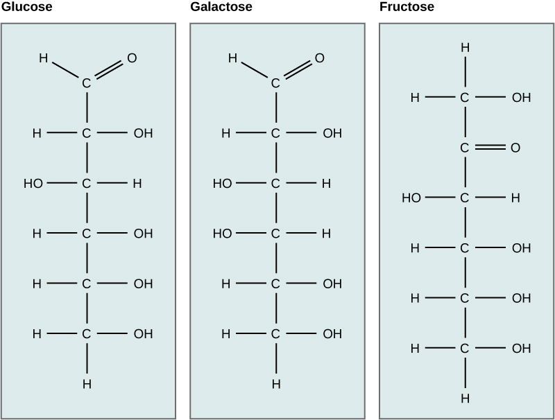 Chemical structures of glucose, galactose, and fructose.