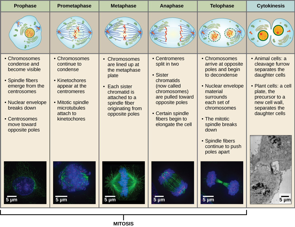 This diagram shows the five phases of mitosis, and cytokinesis. During prophase, the chromosomes condense and become visible, spindle fibers emerge from the centrosomes, the centrosomes move toward opposite poles, and the nuclear envelope breaks down. During prometaphase, the chromosomes continue to condense and kinetochores appear at the centromeres. Mitotic spindle microtubules attach to the kinetochores. During metaphase, the centrosomes are at opposite poles of the cell. Chromosomes line up at the metaphase plate and each sister chromatid is attached to spindle fibers originating from the opposite poles. During anaphase, the centromeres split in two. The sister chromatids, which are now called chromosomes, move toward opposite poles of the cell. Certain spindle fibers lengthen, elongating the cell. During telophase, the chromosomes arrive at the opposite poles and begin to decondense. The nuclear envelope re-forms. During cytokinesis in animals, a cleavage furrow separates the two daughter cells. In plants, a cell plate—the precursor to a new cell wall—separates the two daughter cells.