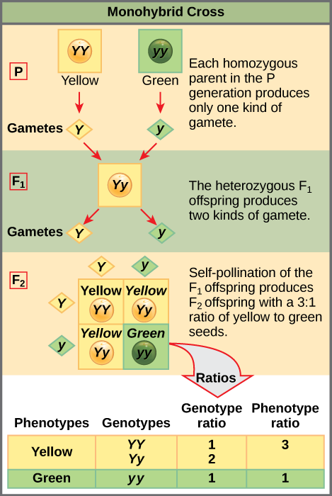 This illustration shows a monohybrid cross. In the P generation, one parent has a dominant yellow phenotype and the genotype YY, and the other parent has the recessive green phenotype and the genotype yy. Each parent produces one kind of gamete, resulting in an F_{1} generation with a dominant yellow phenotype and the genotype Yy. Self-pollination of the F_{1} generation results in an F_{2} generation with a 3 to 1 ratio of yellow to green peas. One out of three of the yellow pea plants has a dominant genotype of YY, and 2 out of 3 has the heterozygous genotype Yy. The homozygous recessive plant has the green phenotype and the genotype yy.