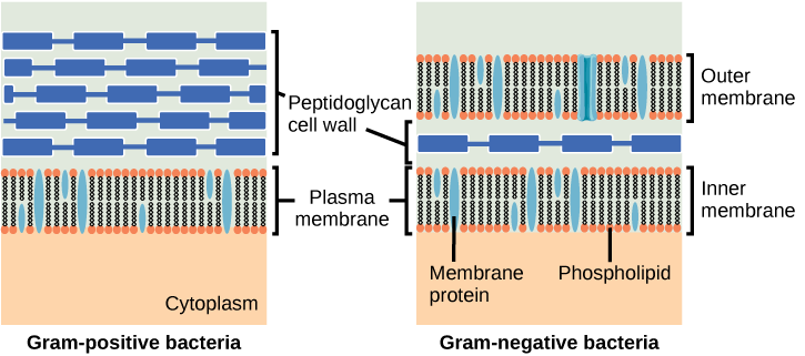 This illustration compares Gram-positive to Gram-negative bacterial cell walls. The Gram-positive image on the left shows, from bottom to top: the cytoplasm, a plasma membrane bilayer with phospholipids and membrane proteins, and a thick cell wall with several layers of peptidoglycans. The Gram-negative image on the right shows, from bottom to top: the cytoplasm, a plasma membrane bilayer with phospholipids and membrane proteins, a thin cell wall with one layer of peptidoglycans, and an outer plasma membrane bilayer.