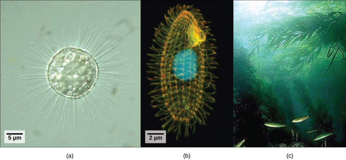 Part a is a light micrograph of a round, transparent single-celled organism with long thin spines. Part b is a light micrograph of an oval, transparent organism with ridges running along its length. The nucleus is visible as a large, round sphere. Cilia extend from the surface of the organism. Part c is an underwater photo of a kelp forest growing from the seabed.