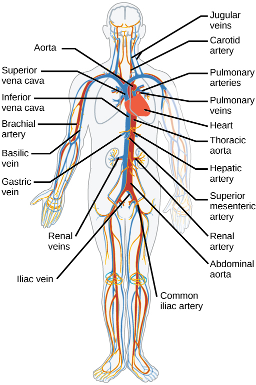 Illustration shows the major human blood vessels. From the heart, blood is pumped into the aorta and distributed to systemic arteries. The carotid arteries bring blood to the head. The brachial arteries bring blood to the arms. The thoracic aorta brings blood down the trunk of the body along the spine. The hepatic, gastric, and renal arteries, which branch from the thoracic aorta, bring blood to the liver, stomach, and kidneys, respectively. The iliac artery brings blood to the legs. Blood is returned to the heart through two major veins, the superior vena cava at the top, and the inferior vena cava at the bottom. The jugular veins return blood from the head. The basilic veins return blood from the arms.  The hepatic, gastric and renal veins return blood from the liver, stomach and kidneys, respectively. The iliac vein returns blood from the legs.