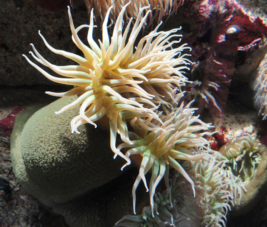  Photo shows a larger cream-colored sea anemone right next to another anemone of the same color and shape, but smaller.