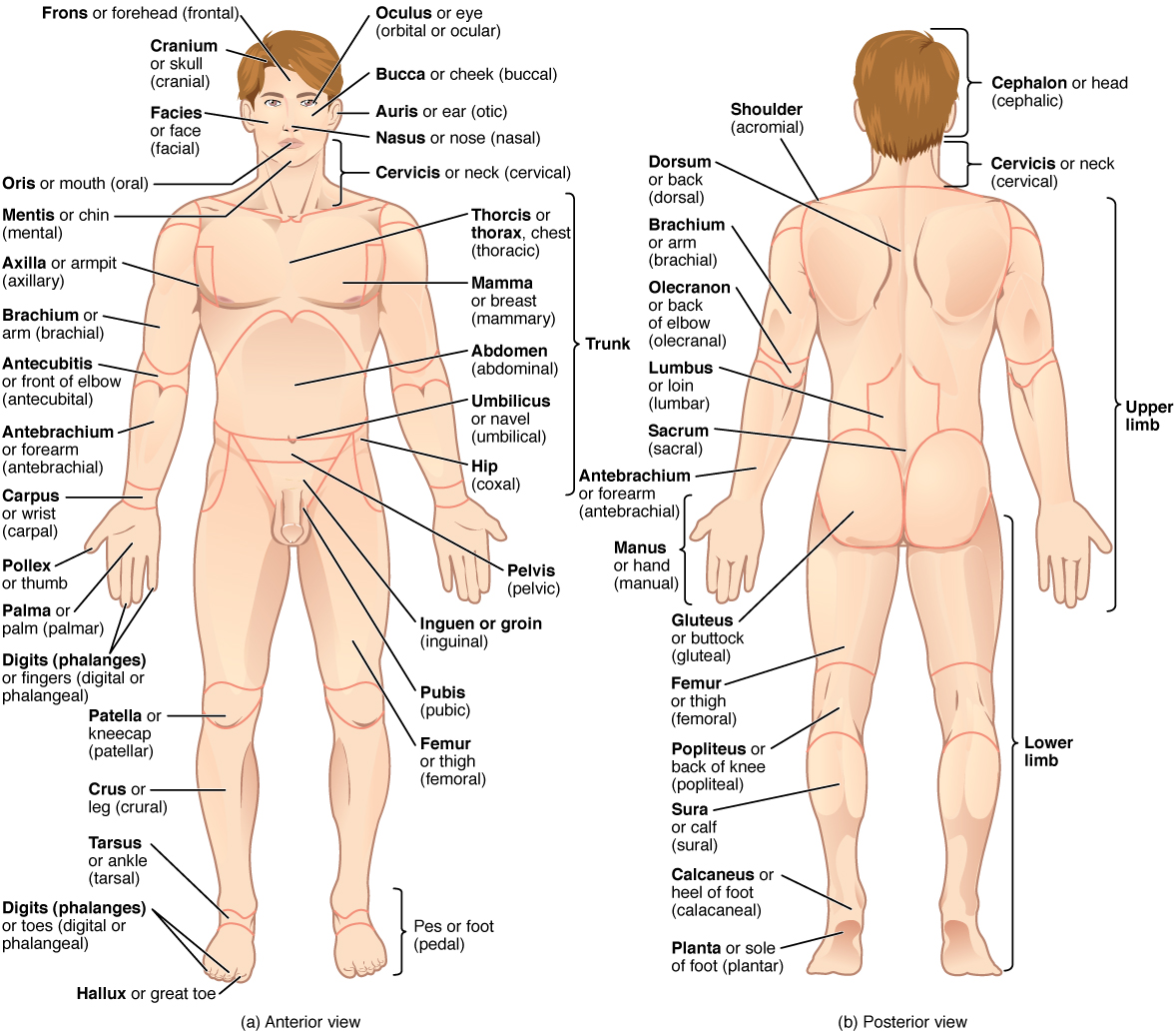 This illustration shows an anterior and posterior view of the human body. The cranial region encompasses the upper part of the head while the facial region encompasses the lower half of the head beginning below the ears. The eyes are referred to as the ocular region. The cheeks are referred to as the buccal region. The ears are referred to as the auricle or otic region. The nose is referred to as the nasal region. The chin is referred to as the mental region. The neck is referred to as the cervical region. The trunk of the body contains, from superior to inferior, the thoracic region encompassing the chest, the mammary region encompassing each breast, the abdominal region encompassing the stomach area, the coxal region encompassing the belt line, and the pubic region encompassing the area above the genitals. The umbilicus, or naval, is located at the center of the abdomen. The pelvis and legs contain, from superior to inferior, the inguinal or groin region between the legs and the genitals, the pubic region surrounding the genitals, the femoral region encompassing the thighs, the patellar region encompassing the knee, the crural region encompassing the lower leg, the tarsal region encompassing the ankle, the pedal region encompassing the foot and the digital/phalangeal region encompassing the toes. The great toe is referred to as the hallux. The regions of the upper limbs, from superior to inferior, are the axillary region encompassing the armpit, the brachial region encompassing the upper arm, the antecubital region encompassing the front of the elbow, the antebrachial region encompassing the forearm, the carpal region encompassing the wrist, the palmar region encompassing the palm, and the digital/phalangeal region encompassing the fingers. The thumb is referred to as the pollux. The posterior view contains, from superior to inferior, the cervical region encompassing the neck, the dorsal region encompassing the upper back and the lumbar region encompassing the lower back. The regions of the back of the arms, from superior to inferior, include the cervical region encompassing the neck, acromial region encompassing the shoulder, the brachial region encompassing the upper arm, the olecranal region encompassing the back of the elbow, the antebrachial region encompasses the back of the arm, and the manual region encompassing the palm of the hand. The posterior regions of the legs, from superior to inferior, include the gluteal region encompassing the buttocks, the femoral region encompassing the thigh, the popliteus region encompassing the back of the knee, the sural region encompassing the back of the lower leg, and the plantar region encompassing the sole of the foot. Some regions are combined into larger regions. These include the trunk, which is a combination of the thoracic, mammary, abdominal, naval, and coxal regions. The cephalic region is a combination of all of the head regions. The upper limb region is a combination of all of the arm regions. The lower limb region is a combination of all of the leg regions.