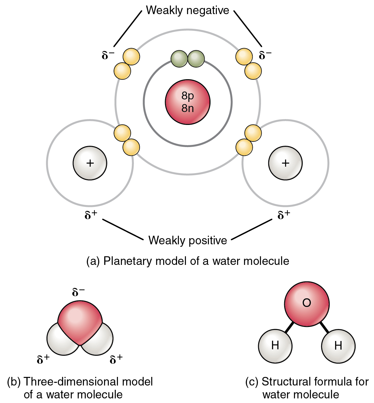 This figure shows the structure of a water molecule. The top panel shows two oxygen atoms and one hydrogen atom with electrons in orbit and the shared electrons. The middle panel shows a three-dimensional model of a water molecule and the bottom panel shows the structural formula for water.