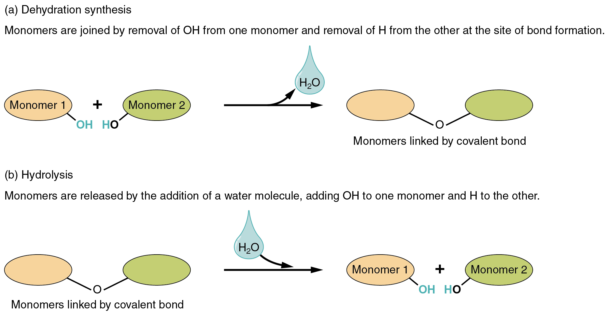 The top panel in this figure shows a dehydration-synthesis reaction, and the bottom panel shows a hydrolysis reaction.