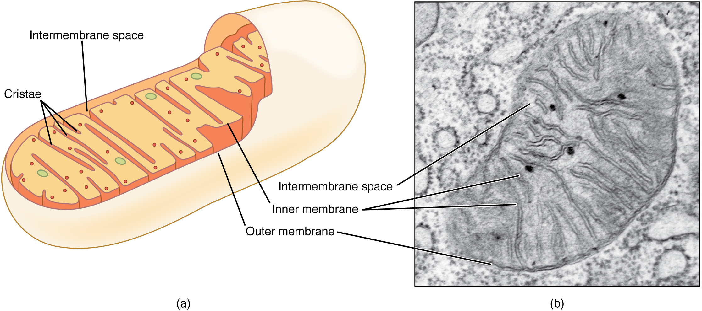 This figure shows the structure of a mitochondrion. The inner and outer membrane, the cristae and the intermembrane space are labeled. The right panel shows a micrograph with  the structure of a mitochondrion in detail.