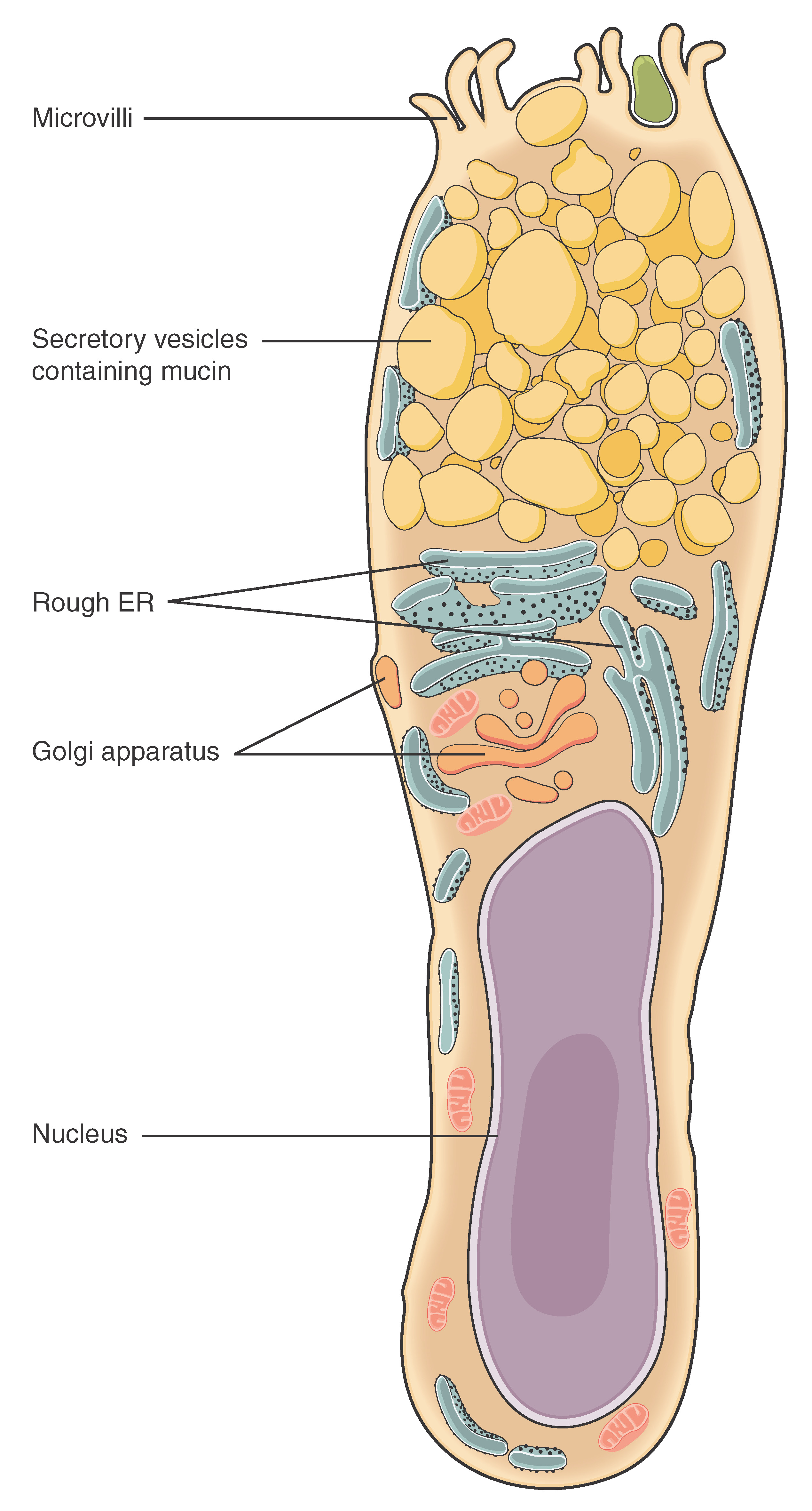 This illustration shows a diagram of a goblet cell. The goblet cell is shaped roughly like an upside down vase. The enlarged end at the top contains six finger like projections labeled microvilli. Between the microvilli, secretary vesicles containing mucin are moving from the upper half of the cell toward the microvilli. Below the secretory vesicles are several rough endoplasmic reticula and an irregularly shaped Golgi apparatus with secretory vesicles budding off of it. The narrow, lower half of the cell contains the oval-shaped nucleus as well as a few mitochondria and segments of the endoplasmic reticulum.