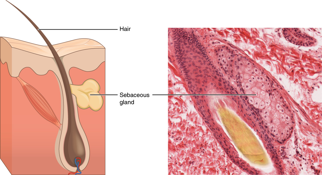 Image A depicts a cross section of the skin layers. The surface of the skin is at the top of the diagram, with the outer layer occupying about one fifth of the cross section. The outer layer has an irregular border with the inner skin layer, which occupies the remainder of the cross section. A hair follicle is embedded within the inner layer. However, the outer layer actually invaginates into the inner layer around the outside of the follicle, completely sheathing the follicle. The follicle has a bulb at its bottom that is connected to blood vessels. The hair projects from the bulb and travels through the sheath to erupt from the skin surface. The sebaceous gland is an irregular, yellow structure attached at the midpoint of the hair shaft near the border between the inner and outer layers of skin. Its duct actually connects into the side of the hair follicle. Image B shows a micrograph of a sebaceous gland connected to a hair follicle. The bulb of the hair follicle is evident in the micrograph as a bundle of cell surrounding the growing hair at its center. The sebaceous gland is connected to the right of the follicle bulb. The gland appears as an oval shaped mass of pink staining, cube shaped cells with purple nuclei.