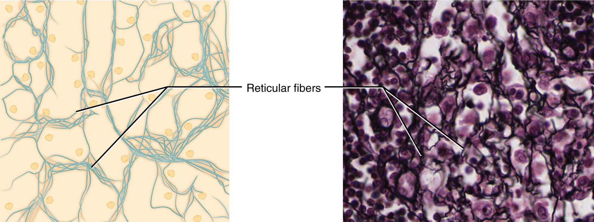 This figure shows reticular tissue alongside a micrograph. The diagram shows a series of small, oval cells embedded in a yellowish matrix. Thin reticular fibers spread and crisscross throughout the matrix. In the micrograph, the reticular fibers are thin, dark, and seem to travel between the many deeply stained cells.