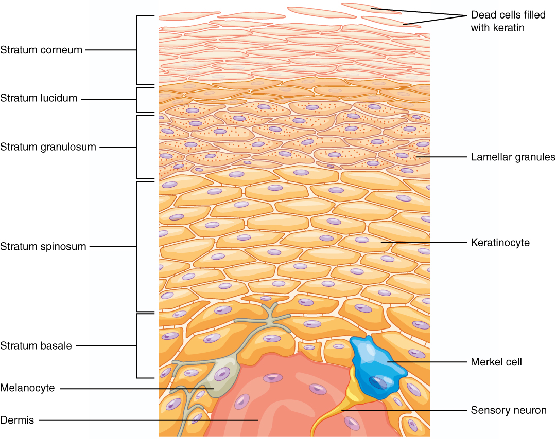 This illustration shows a cross section of the epidermis. The cells of the innermost layer, the stratum basale, are large and have a purple nucleus. The stratum basale curls around the dermis, which projects into the epidermis. The stratum basale contains four layers of large, triangle-shaped keratinocytes. Fibers are visible within the spaces between keratinocytes in the stratum basale. A melanocyte is also present in this layer. The melanocyte possesses finger-like projections extending from its main cell body. The projections branch through the extracellular spaces between nearby keratinocytes. Above the stratum basale is the stratum spinosum which consists of 8 layers of oval-shaped keratinocytes. The nucleus is present in these keratinocytes, but has faded to a lighter purple. The stratum granulosum contains five layers of keratinocytes, each containing spots in its cytoplasm, labeled the lamellar granules. The stratum lucidium contains 4 layers of diamond-shaped cells with no nucleus. The stratum corneum contains 9 layers of keratinocytes with no nucleus , nor cytoplasm. A few of the cells in the topmost layer of the stratum corneum are flaking off from the skin.