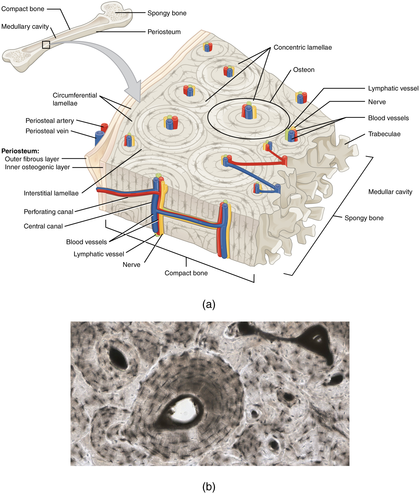 A generic long bone is shown at the top of this illustration. The bone is split in half lengthwise to show its internal anatomy. The outer gray covering of the bone is labeled the periosteum. Within the periosteum is a thin layer of compact bone. The compact bone surrounds a central cavity called the medullary cavity. The medullary cavity is filled with spongy bone at the two epiphyses. A callout box shows that the main image is zooming in on the compact bone on the left side of the bone. On the main image, the periosteum is being peeled back to show its two layers. The outer layer of the periosteum is the outer fibrous layer. This layer has a periosteal artery and a periosteal vein running along its outside edge. The inner layer of the periosteum is labeled the inner osteogenic layer. The compact bone lies to the right of the periosteum and occupies the majority of the main image. Two flat layers of compact bone line the inner surface of the ostegenic periosteum. These sheets of compact bone are called the circumferential lamellae. The majority of the compact bone has lamellae running perpendicular to that of the circumferential lamellae. These concentric lamellae are arranged in a series of concentric tubes. There are small cavities between the layers of concentric lamellae called lacunae. The centermost concentric lamella surrounds a hollow central canal. A blue vein, a red artery, a yellow nerve and a green lymph vessel run vertically through the central canal. A set of concentric lamellae, its associated lacunae and the vessels and nerves of the central canal are collectively called an osteon. The front edge of the diagram shows a longitudinal cross section of one of the osteons. The vessels and nerve are visible running through the center of the osteon throughout its length. In addition, blood vessels can run from the periosteum through the sides of the osteons and connect with the vessels of the central canal. The blood vessels travel through the sides of the osteons via a perforating canal. The open areas between neighboring osteons are also filled with compact bone. This “filler” bone is referred to as the interstitial lamellae. At the far right of the compact bone, the edge of the spongy bone is visible. The spongy bone is a series of crisscrossing bony arches called trabeculae. There are many open spaces between the trabeculae, giving the spongy bone its sponge-like appearance.