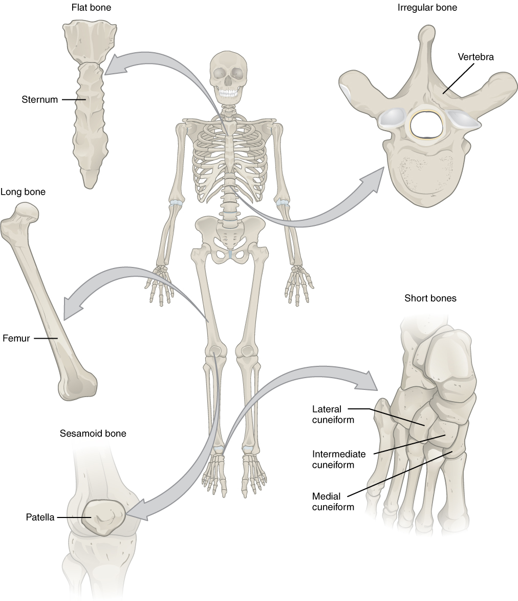 This illustration shows an anterior view of a human skeleton with call outs of five bones. The first call out is the sternum, or breast bone, which lies along the midline of the thorax. The sternum is the bone to which the ribs connect at the front of the body. It is classified as a flat bone and appears somewhat like a tie, with an enlarged upper section and a thin, tapering, lower section. The next callout is the right femur, which is the thigh bone. The inferior end of the femur is broad where it connects to the knee while the superior edge is ball-shaped where it attaches to the hip socket. The femur is an example of a long bone. The next callout is of the patella or kneecap. It is a small, wedge-shaped bone that sits on the anterior side of the knee. The kneecap is an example of a sesamoid bone. The next callout is a dorsal view of the right foot. The lateral, intermediate and medial cuneiform bones are small, square-shaped bones of the top of the foot. These bones lie between the proximal edge of the toe bones and the inferior edge of the shin bones. The lateral cuneiform is proximal to the fourth toe while the medial cuneiform is proximal to the great toe. The intermediate cuneiform lies between the lateral and medial cuneiform. These bones are examples of short bones. The fifth callout shows a superior view of one of the lumbar vertebrae. The vertebra has a kidney-shaped body connected to a triangle of bone that projects above the body of the vertebra. Two spines project off of the triangle at approximately 45 degree angles. The vertebrae are examples of irregular bones.