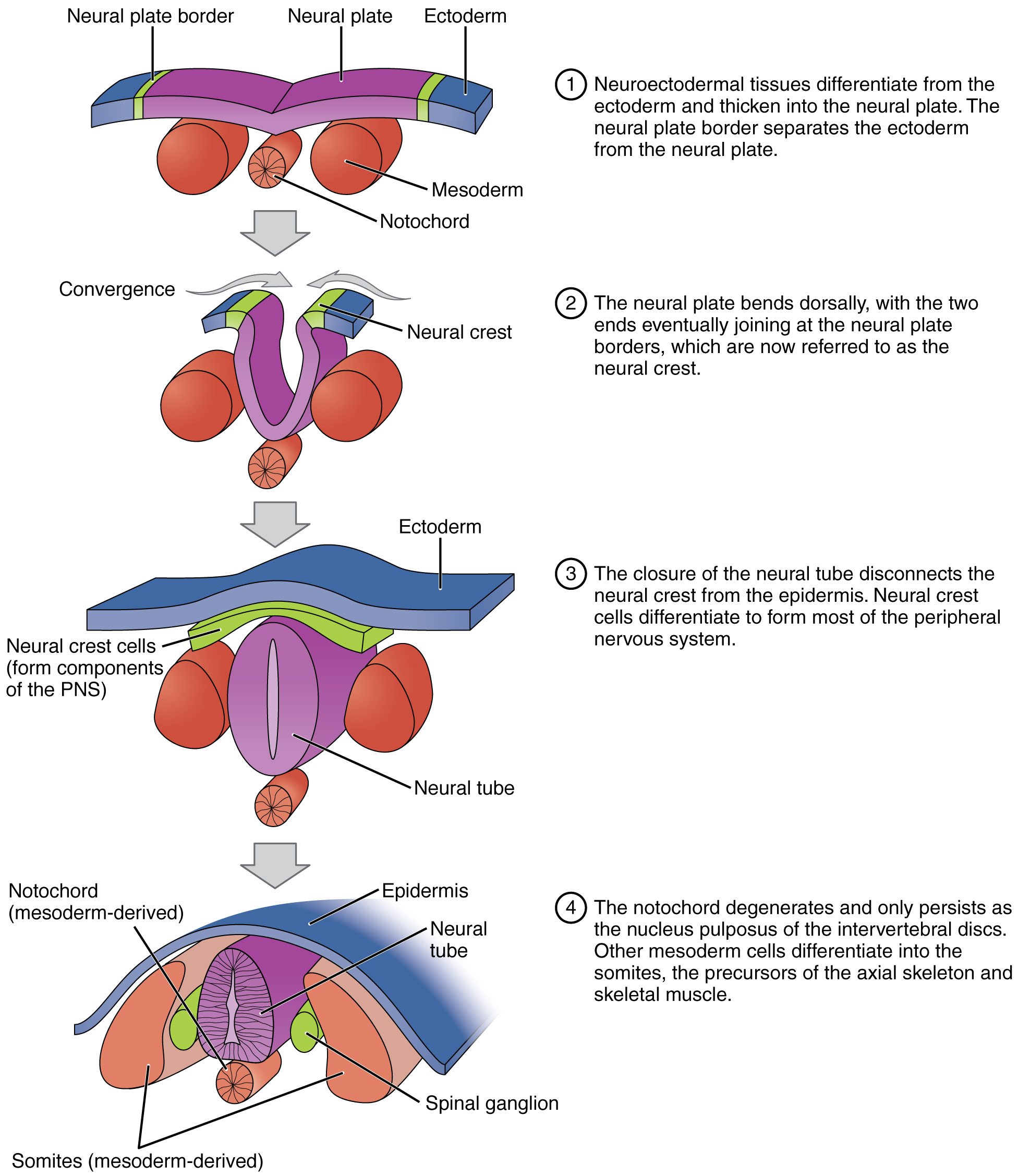 This multi-part image shows the formation of the neural tube and the notochord. The top panel shows the ectoderm and mesoderm. The second panel shows the neural plate starting to fold over and the third panel shows the closed neural plate forming the neural tube. The fourth panel shows the mesoderm-derived notochord under the neural tube.