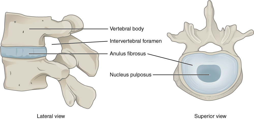 This image shows the structure of the intervertebral disk. The left panel shows the lateral view and the right panel shows the superior view.