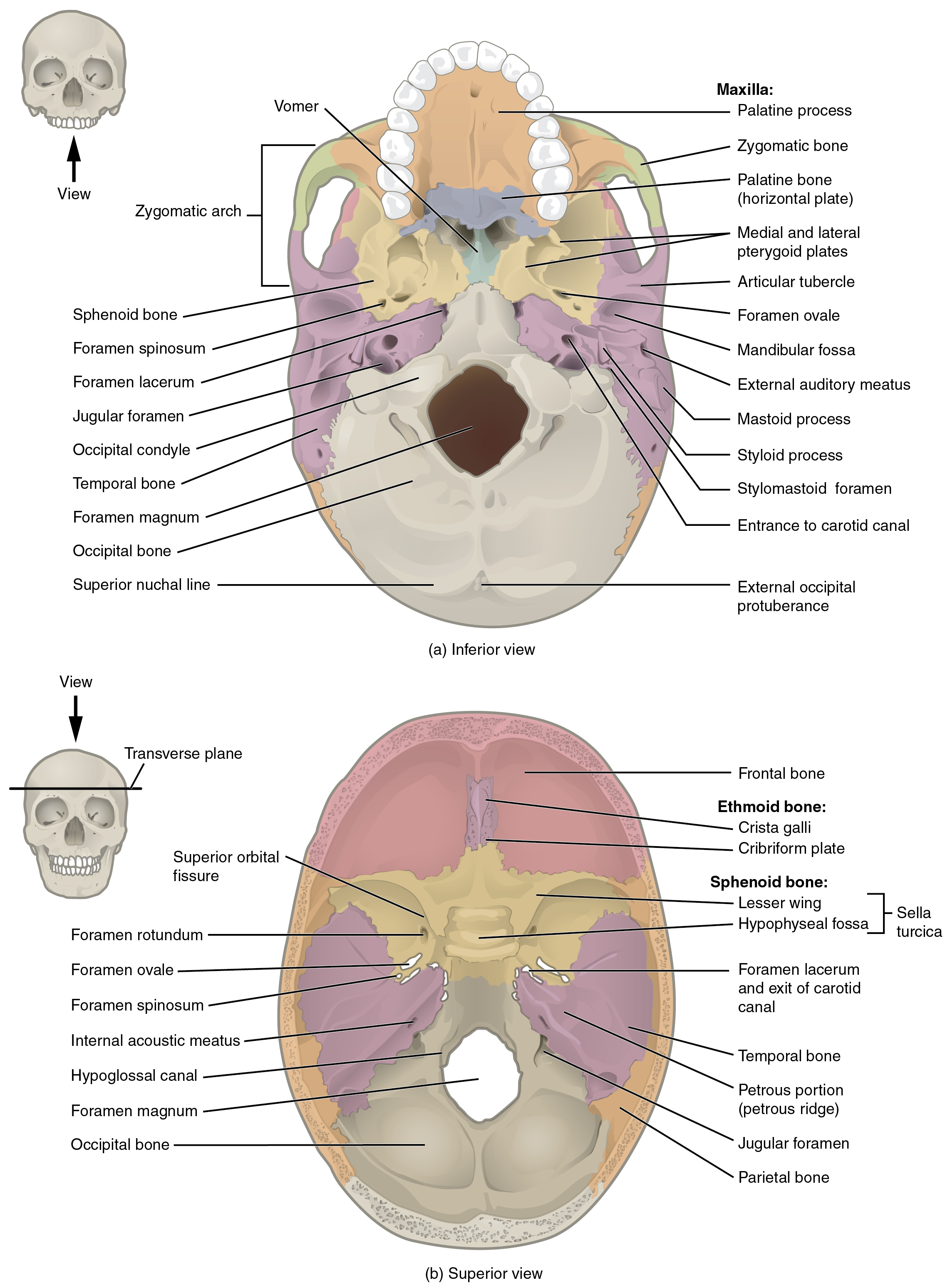 This image shows the superior and inferior view of the skull base. In the top panel, the inferior view is shown. A small image of the skull shows the viewing direction on the left. In the inferior view, the maxilla and the associated bones are shown. In the bottom panel, the superior view shows the ethmoid and sphenoid bones and their subparts.