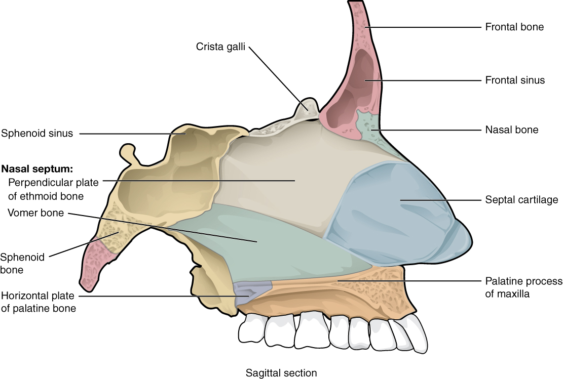 This image shows the sagittal section of the bones that comprise the nasal cavity.