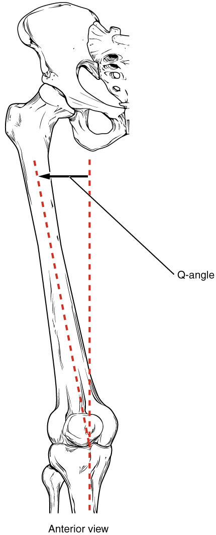 This figure shows the anterior view of the femur.