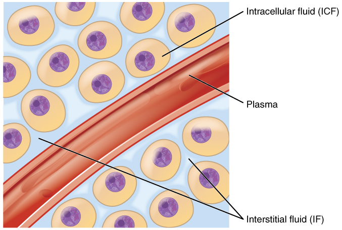 This diagram shows a small blood vessel surrounded by several body cells. The fluid between the body cells is the interstitial fluid (IF), which is a type of extracellular fluid (ECF). The fluid in the blood vessel is also an example of extracellular fluid. The fluid in the cytoplasm of each body cell is intracellular fluid, or ICF.