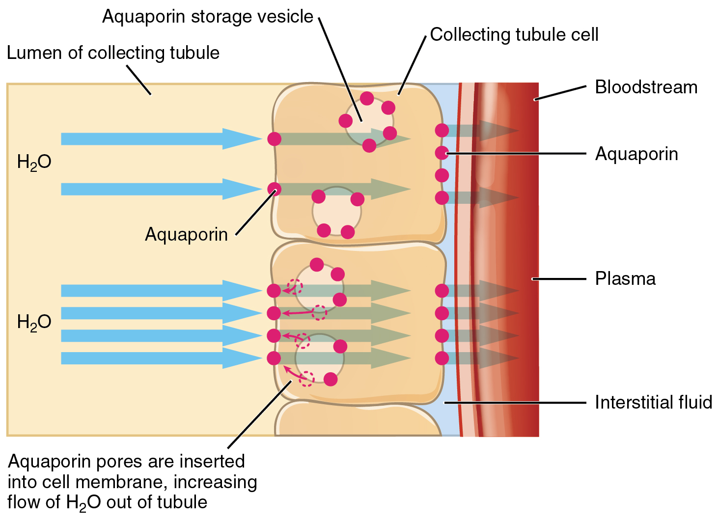 This diagram depicts a cross section of the right wall of a kidney collecting tubule. The wall is composed of three block-shaped cells arranged vertically one on top of each other. The lumen of the collecting tubule is to the left of the three cells. Yellow-colored urine is flowing through the lumen. There is a small strip of blue interstitial fluid to the right of the three cells. To the right of the interstitial fluid is a cross section of a blood vessel. Arrows show that water in the urine is entering the left side of the wall cells through aquaporins. The water travels through the cells and then leaves the kidney tubule through additional aquaporins in the right side of the wall cells. The water travels through the interstitial space and enters into the blood in the blood vessel. The aquaporins in the wall cells are being released from aquaporin storage vesicles within their cytoplasm.