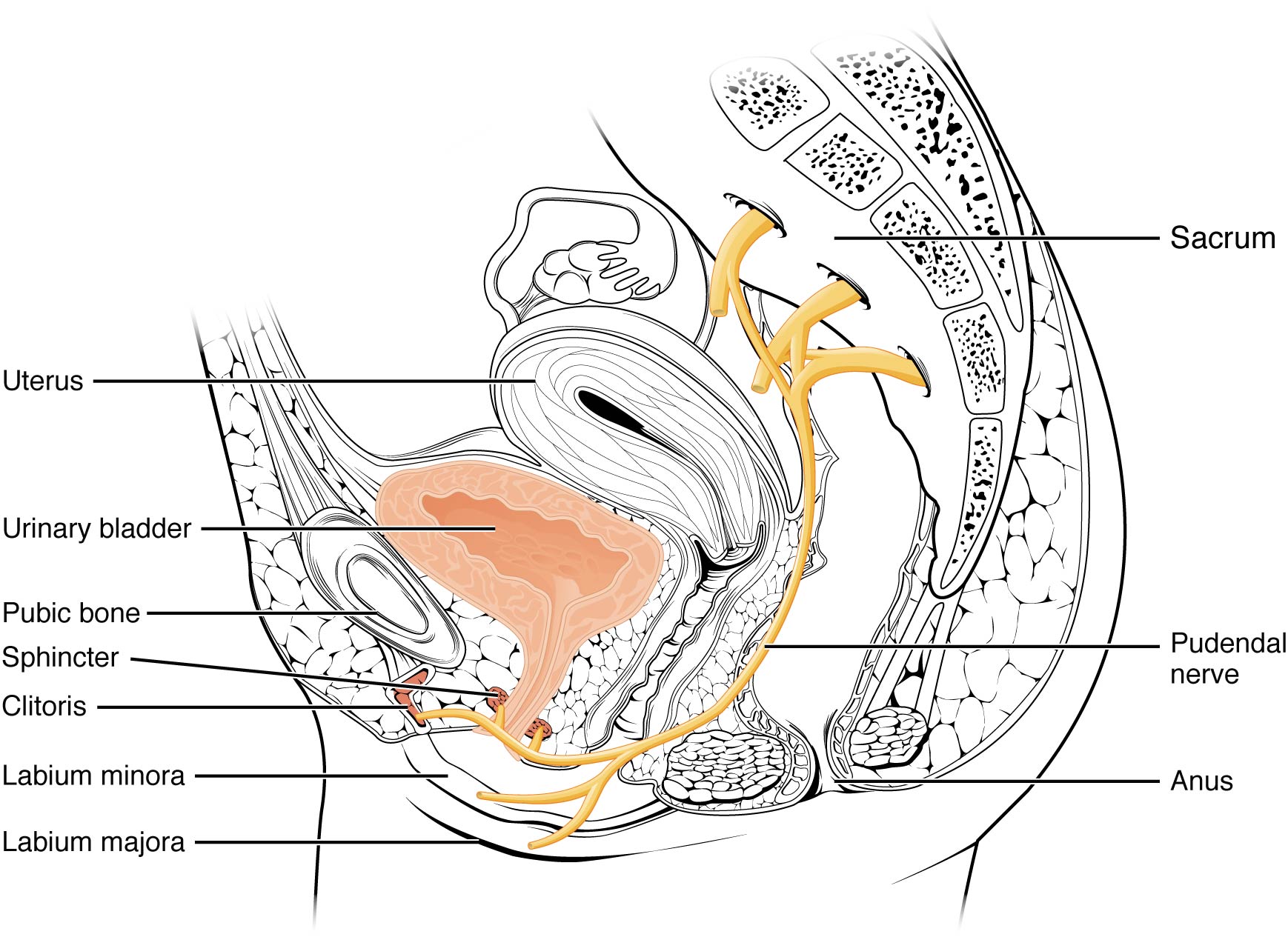 This image shows the female urinary system and identifies the nerves that are important in this system.