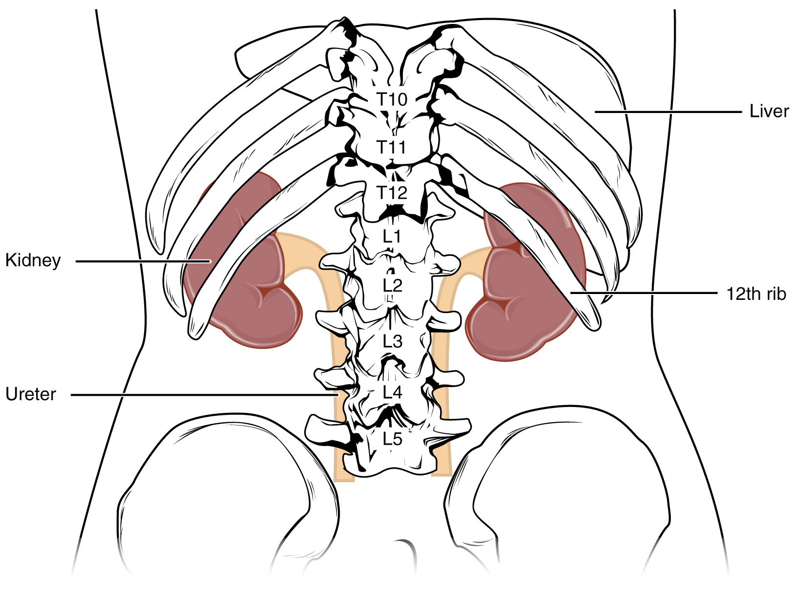 This image shows a human torso and shows the location of the kidneys within the torso.