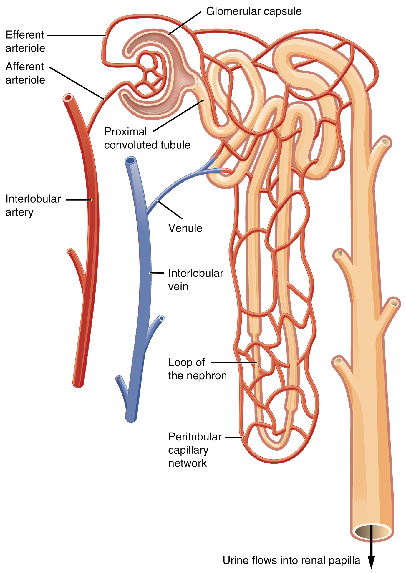 This image shows the blood vessels and the direction of blood flow in the nephron.