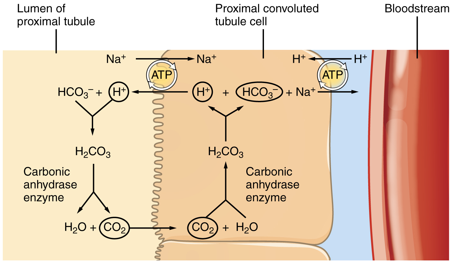 This diagram shows the process of reabsorption of bicarbonate by the proximal collecting tubule.