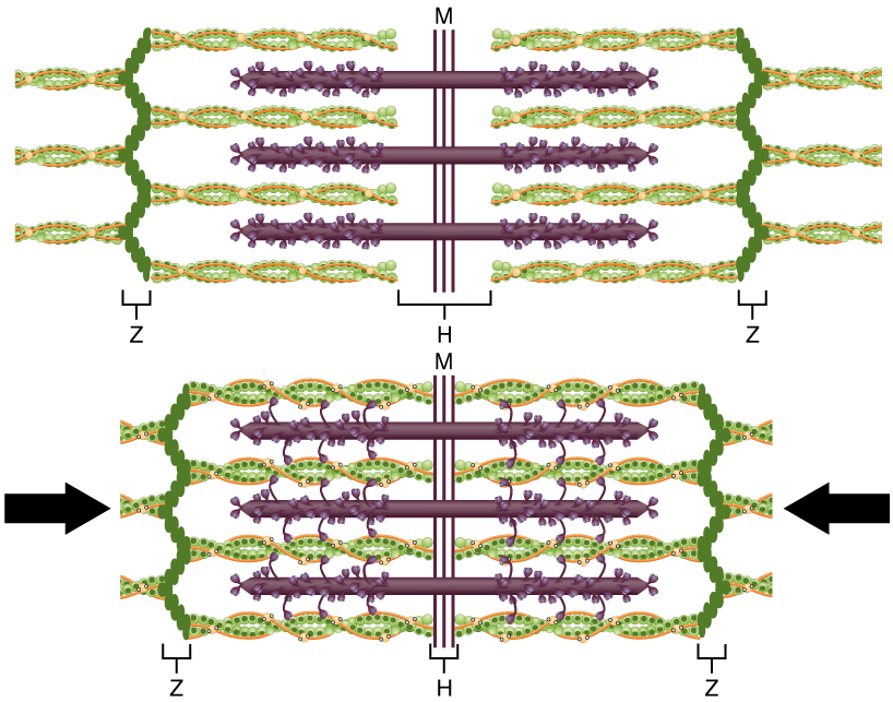 This diagram shows how muscle contracts. The top panel shows the stretched filaments and the bottom panel shows the compressed filaments.