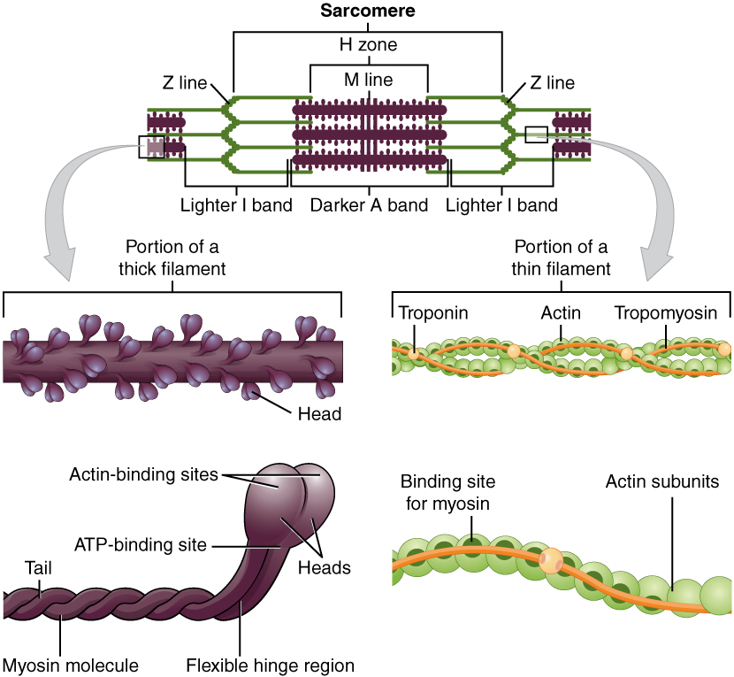 This figure shows the structure of thick and thin filaments. On the top of the image a sarcomere is shown with the H zone, Z line and M lines labeled. To the right of the bottom panel, the structure of the thick filament is shown in detail. To the left of the bottom panel, the structure of a thin filament is shown in detail.