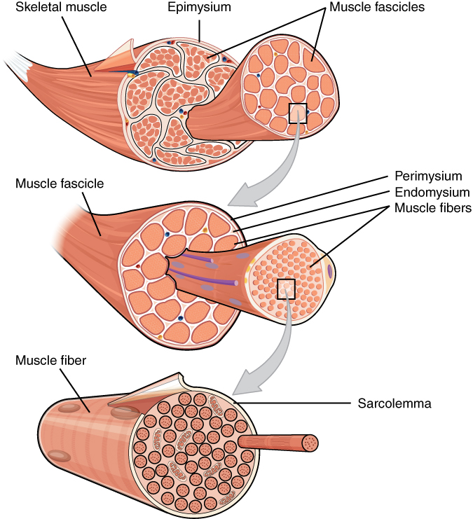 This figure shows the structure of muscle fibers. The top panel shows a skeleton muscle fiber, and a magnified view of the muscle fascicles are shown. The middle panel shows a magnified view of the muscle fascicles with the muscle fibers, perimysium and the endomysium. The bottom panel shows the structure of the muscle fiber with the sarcolemma highlighted.