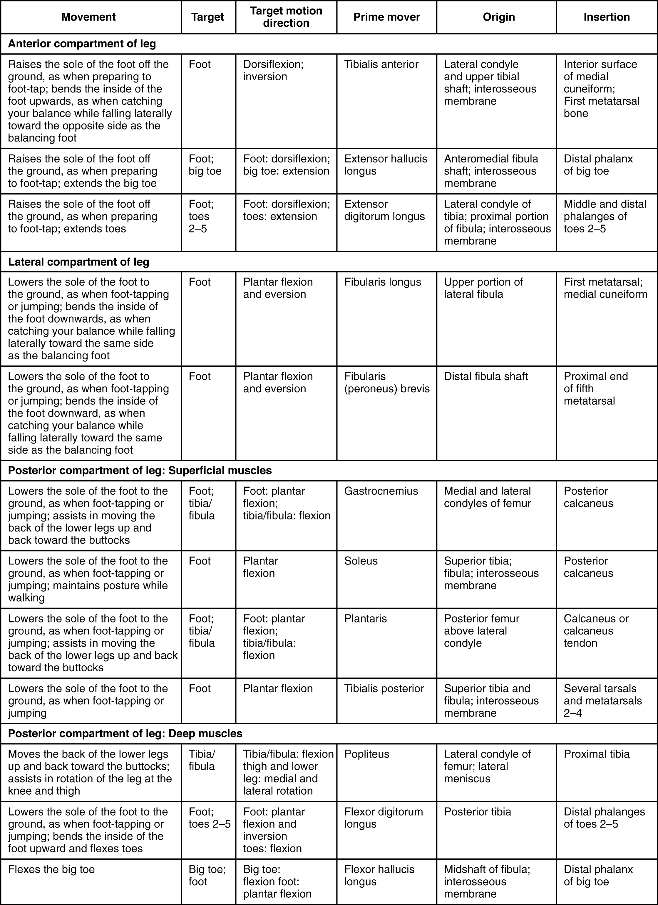 This tables describes the muscles that move the feet and toes. These muscles make up the anterior compartment of the leg. The tibialis anterior raises the sole of the foot off the ground, as when preparing to foot-tap; it also bends the inside of the foot upwards, as when catching your balance while falling laterally toward the opposite side as the balancing foot. It originates in the lateral condyle and upper tibial shaft and in the interosseous membrane. The extensor hallucis longus raises the sole of the foot off the ground, as when preparing to foot-tap; it also extends the big toe. It originates in the anteromedial fibula shaft and interosseous membrane. The extensor digitorum longus raises the sole of the foot off the ground, as when preparing to foot-tap; it also extends the toes. It originates in the lateral condyle of the tibia, the proximal portion of the fibula, and the interosseous membrane. These muscles make up the lateral compartment of the leg. The fibularis longus lowers the sole of the foot to the ground, as when foot-tapping or jumping; it also bends the inside of the foot downwards, as when catching your balance while falling laterally toward the same side as the balancing foot. It originates in the upper portion of the lateral fibula. The fibularis (peroneus) brevis lowers the side of the foot to the ground, as when foot-tapping or jumping; it also bends the inside of the foot downward, as when catching your balance while falling laterally toward the same side as the balancing foot. It originates in the distal fibula shaft. These superficial muscles make up the posterior compartment of the leg. The gastrocnemius lowers the sole of the foot to the ground, as when foot-tapping or jumping; it also assists in moving the back of the lower legs up and back toward the buttocks. It originates in the medial and lateral condyles of the femur. The soleus lowers the sole of the foot the ground, as when foot-tapping or jumping; it also maintains posture while walking. It originates in the superior tibia, fibula, and interosseous membrane. The plantaris lowers the sole of the foot to the ground, as when foot-tapping or jumping; it also assists in moving the back of the lower legs up and back toward the buttocks. It originates in the posterior femur above the lateral condyle. The tibialis posterior lowers the sole of the foot to the ground, as when foot-tapping or jumping. It originates in the superior tibia and fibula and in the interosseous membrane. These deep muscles also make up the posterior compartment of the leg. The popliteus moves the back of the lower legs up and back toward the buttocks; it also assists in rotation of the leg at the knee and thigh. It originates in the lateral condyle of the femur and the lateral meniscus. The flexor digitorum longus lowers the sole of the foot to the ground, as when foot-tapping or jumping; it also bends the inside of the foot upward and flexes the toes. It originates in the posterior tibia. The flexor hallicis longus flexes the big toe. It originates in the midshaft of the fibula and in the interosseous membrane.