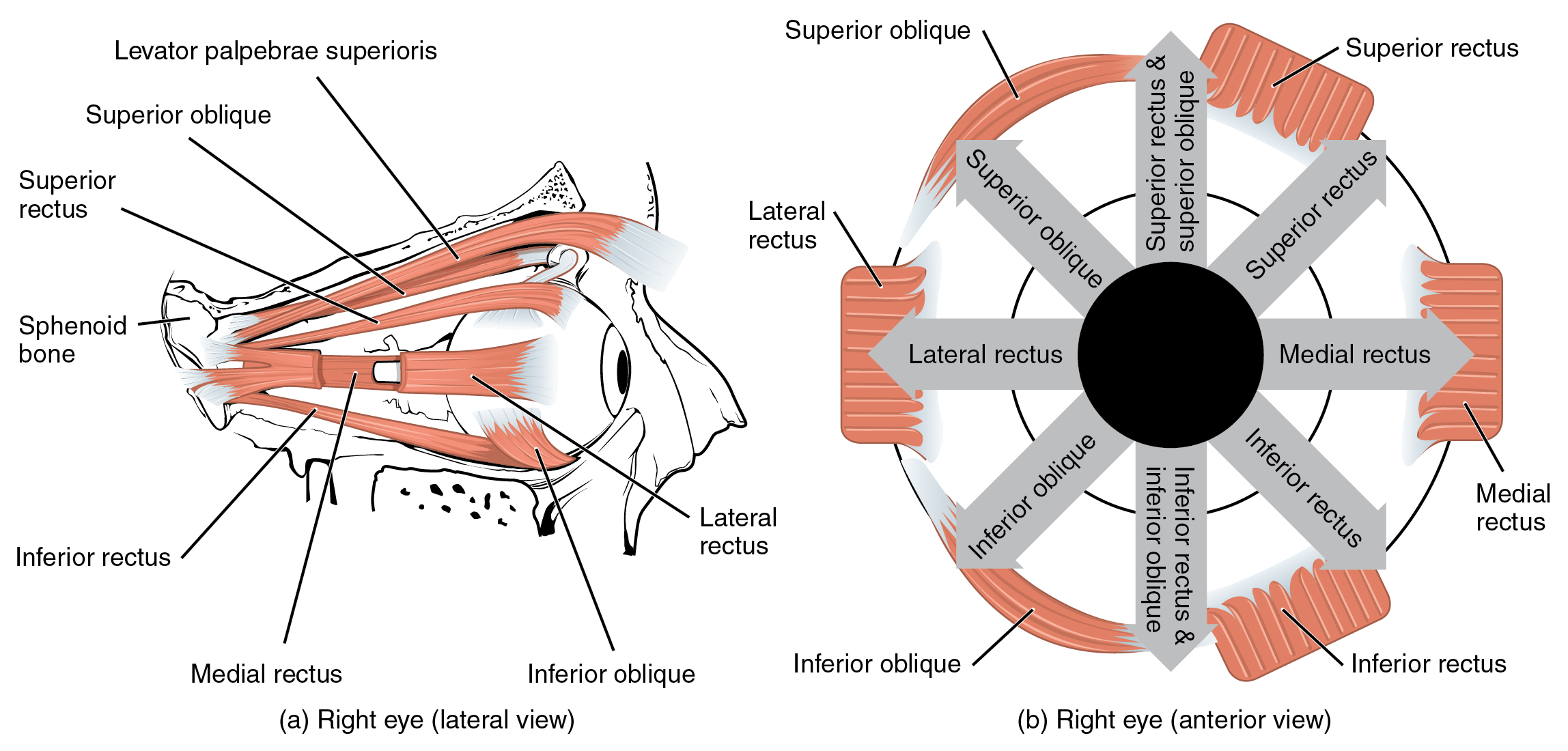 The left panel shows the lateral view of the muscles for the right eye, and the right panel shows the anterior view of the muscles for the right eye.