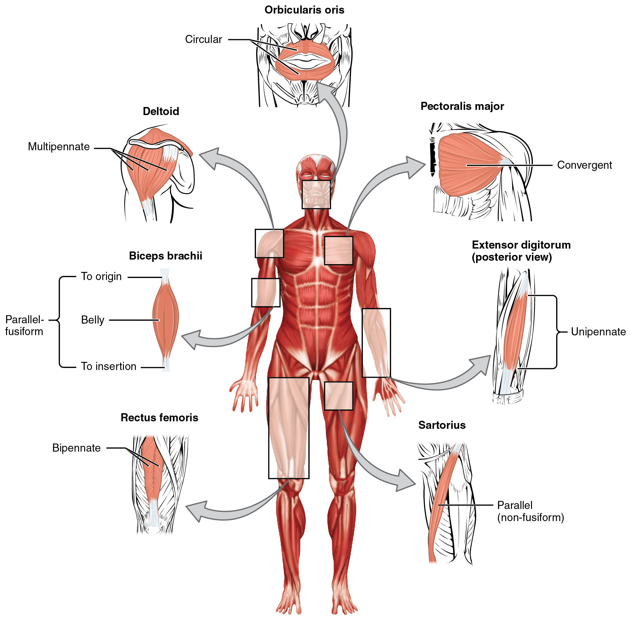 This figure shows the human body with the major muscle groups labeled.